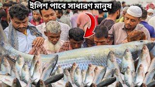 আগের তুলনায় দাম কমেছে পদ্মার ইলিশের। পদ্মার ইলিশ পাবে সাধারন মানুষজন।Padma river fish market.