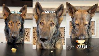 My Funny Dogs Try Different Foods