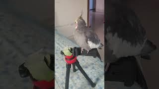 #birds #cockatoos #cockatiel #cockatielsing #parrot #cockateil #pets #cackatoo #lovebirds #cockatoo