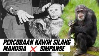 HASIL KAWIN SILANG MANUSIA DAN SIMPANSE