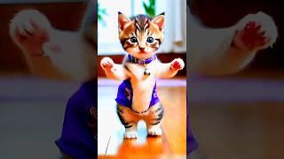 Funny Cat Dance  | #cat #catvideos #funny #dancingcat #shorts #cuteanimal #010