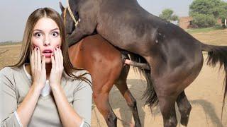 Hot Horse Breeding: Complete Guide to Horse Mating | How to breeding Horses Meeting