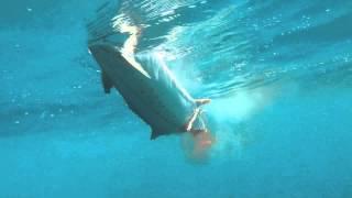 Barracuda Attacks King Mackerel then turns on GoPro