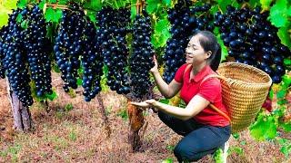 Harvesting Grape & Goes To Market Sell | Gardening And Cooking | Lý Tiểu Vân