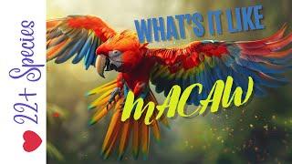 What Is It Like Having A Macaw  #parrot? #parrot_bliss