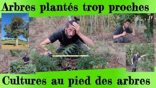 Arbres plantés trop proches  et   Cultures au pied des arbres. Je vous explique tout !