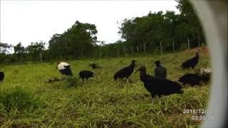 Birds of Bolivia: the vulture restaurant