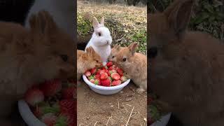 A group of rabbits eat strawberries and are cute. Rabbits. Little cute pets in the countryside.