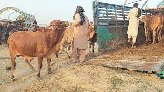 Lose Side Truk Loader All Cattle Risky Unloading || Msa cattle life