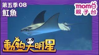 動物大明星 S5【魟魚】第5季 第08集｜認識動物｜自然生態｜魚類｜爬蟲類｜昆蟲｜海洋生物｜哺乳類｜Animal big star｜兒童電視節目【親子台｜官方HD完整版】momokids