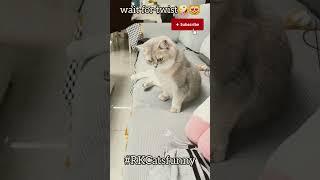 Cute funny video cat #shotsvideo ##vairalshort #trending #funnyvideo #catvideos #catfunnyvideo#cat