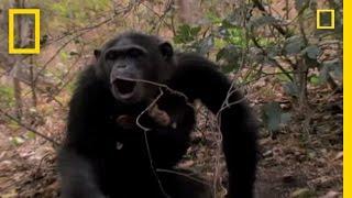 Chimp Showoffs | National Geographic