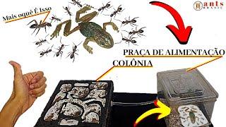 REAGEM Ant Colony on seeing a FROG (2 year old ant farm)
