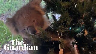 Confused koala ends up in Australian family's Christmas tree