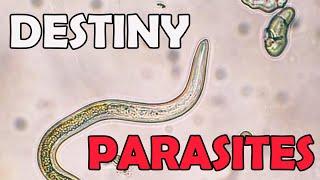 Why Toxic Endgame Destiny 2 Players are Parasites! A Destiny 2 Rant.