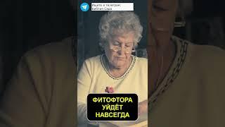 Фитофтора уйдет навсегда. Простое копеечное средство  #огород #сад #урожай #дача #помидоры