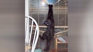 BLACK CATS are so HARDCORE - It's TIME FOR YOU to LAUGH!