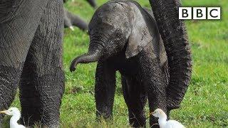 Baby elephant misbehaves and gets left behind | Spy in the Wild - BBC