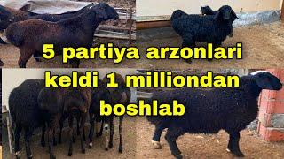 ️ 91 662 45 90 tel tovuqdi puliga qo’ylar keldi    2millionga bo’g’oz qo’y bor puli arzonlari keldi