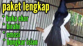 TERAPI KACER TER-LENGKAP ! KACER BUKA EKOR,BIRAHI,EMOSI,BONGKAR MATERI