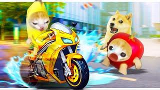 Never drive recklessly like Banana Cat | Happy Cat Funny 63