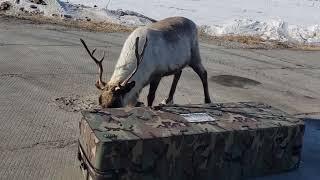 В гости пришёл красивый олень