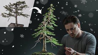 Making a Christmas Tree Bonsai