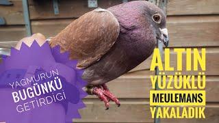 Eke erkek posta güvercinlerimin ev uçumunda getirdikleri Meulemans kaçak posta #kaçakgüvercin