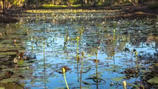 Northern Territory - Wetlands - Environment Centre NT