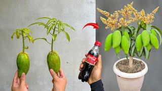 New breeding technique invented for super fast growing mango trees