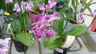 Обзор LETTO хотела новых орхидей, а получила ... зато много УЦЕНКИ