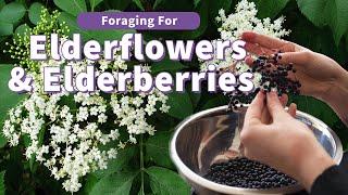 Foraging for  American Elderberry and Flower