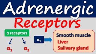 Adrenergic receptors -Location and function