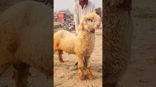 #malik #imran #goat #farm