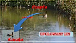 Nietypowe polowanie czapli || UPOLOWANY LIN ||