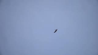 Peregrine Falcon stooping and catching a duck.