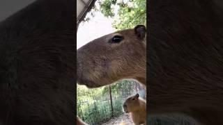 The World's Friendliest Capybaras