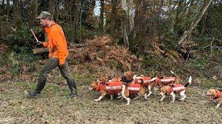 Chasse aux sangliers avec les beagles 2024 !!! Dans un beau biotope !!!