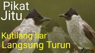 kutilang liar pasti turun dengerin...!! kutilang ribut