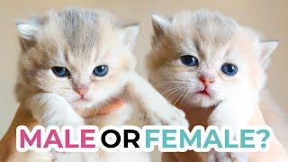 HOW TO TELL THE SEX OF A KITTEN at 3 weeks old | British Shorthair & Scottish Fold Kittens + Quiz!