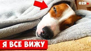 DOGVLOG: Собака спит целый день. Что он делал ночью?  ЛОКИ БОБО 029 серия.