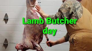 lamb butchering day *warning* read description before watching