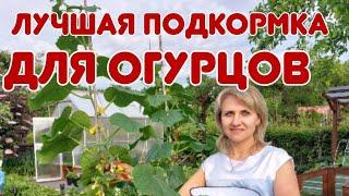 Лучшая подкормка для огурцов | Подкормка для огурцов из молока @galabum