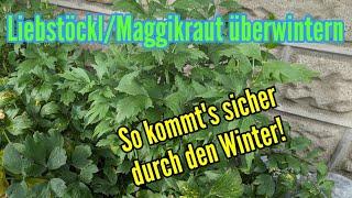 Liebstöckel überwintern - So kommt Maggikraut gut durch den Winter