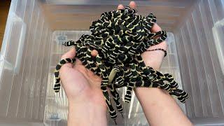 KING COBRAS: BREEDING, HOUSING AND FEEDING