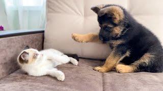 How a German Shepherd and a Kitten Became Best Friends [Compilation]