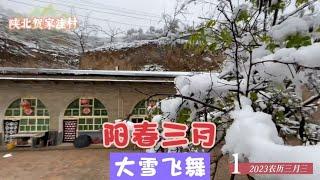 阳春三月 大雪覆盖陕北大地 万物复苏历经考验【贺永贤】