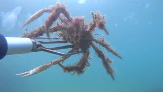 Ψάρεμα καβούρι ΑΡΑΧΝΗ !!! / fishing crab spider !!!