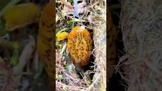 Amazing Yellow Eel Fish Catching Eel Fishing 