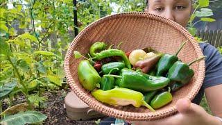 Grow Bag Pepper Harvest And Fertilizing | Gardening Vlog